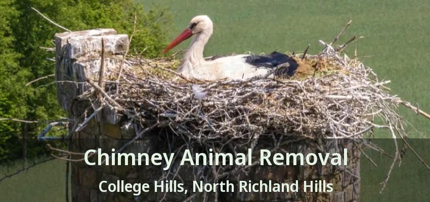 Chimney Animal Removal College Hills, North Richland Hills - TX