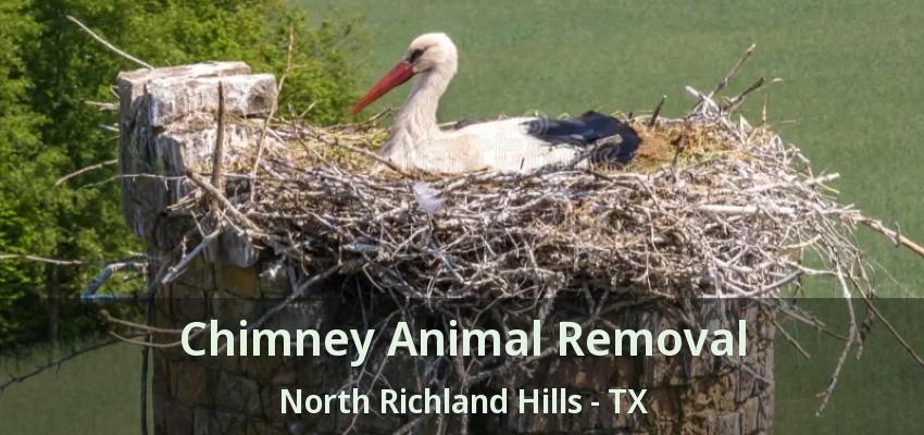 Chimney Animal Removal North Richland Hills - TX
