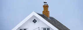 Chimney Nest Removal North Richland Hills